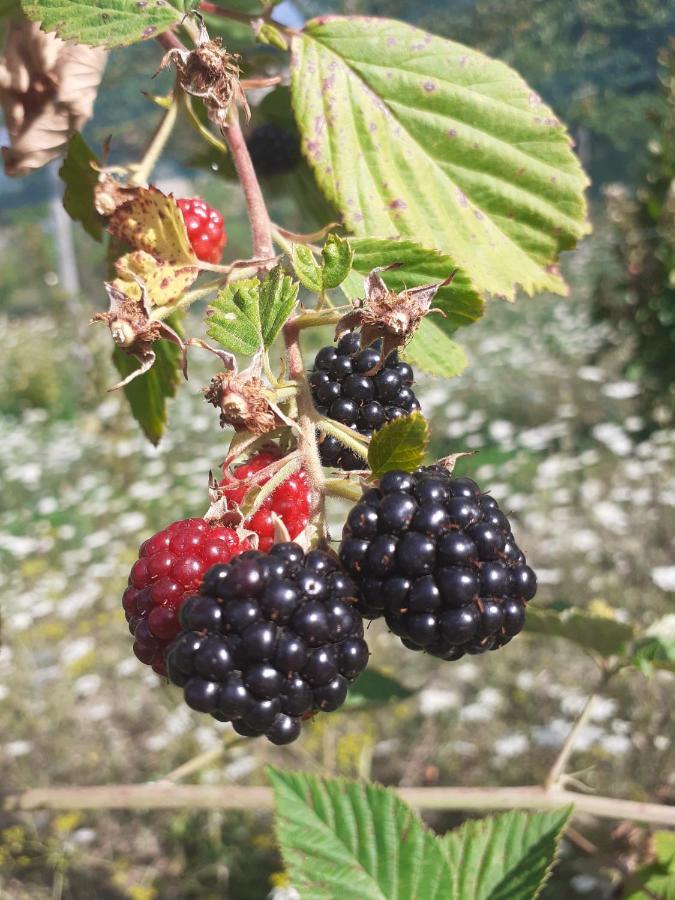 Ca Gennara Agri Porretta Terme