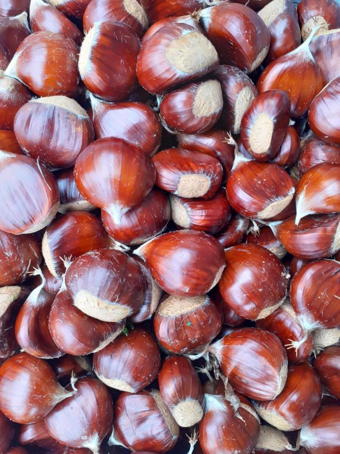 Ca Gennara Agri